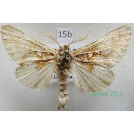 Spatalia argentina (Denis & Schiffermüller, 1775) Czech15b